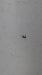 Diabrotica biannularis