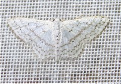 Idaea tacturata
