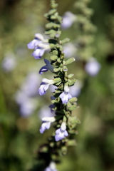 Salvia pallida