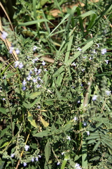 Salvia pallida
