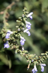 Salvia pallida