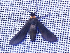 Rhynchopyga flavicollis