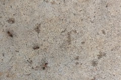 Liometopum occidentale