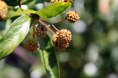 Cephalanthus glabratus