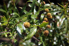 Cephalanthus glabratus
