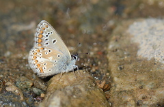 Aricia artaxerxes
