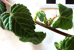 Acalypha ecklonii