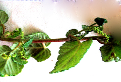 Acalypha ecklonii
