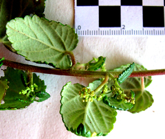 Acalypha ecklonii