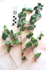 Acalypha ecklonii