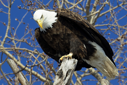 Bald Eagle photographed in Michigan