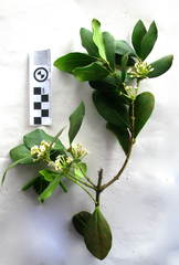 Acokanthera oppositifolia