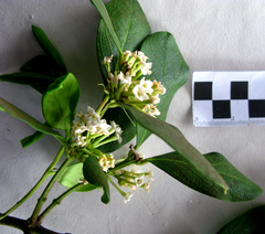 Acokanthera oppositifolia