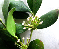 Acokanthera oppositifolia