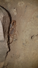 Parabuthus