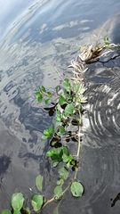 Ludwigia helminthorrhiza