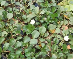 Ludwigia helminthorrhiza