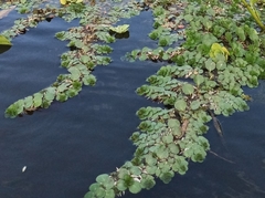 Ludwigia helminthorrhiza
