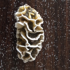 Lithophyllum carpophylli