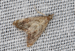 Glaucocharis dilatella