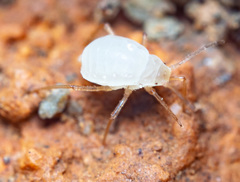 Paracletus cimiciformis