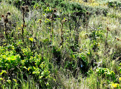 Berkheya decurrens
