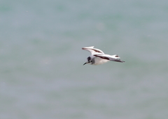 Hydrocoloeus minutus