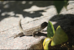 Sceloporus occidentalis