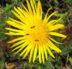 Berkheya decurrens