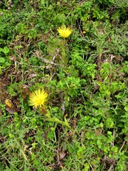 Berkheya decurrens