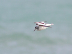 Hydrocoloeus minutus