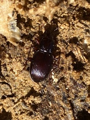 Gastrellarius honestus