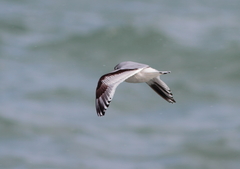 Hydrocoloeus minutus