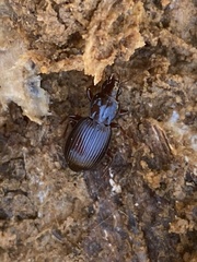 Gastrellarius honestus