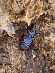 Gastrellarius honestus
