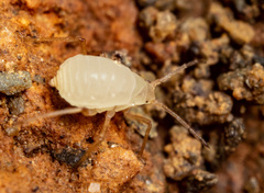 Paracletus cimiciformis