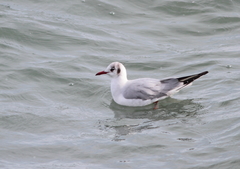 Chroicocephalus ridibundus