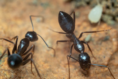 Camponotus sylvaticus