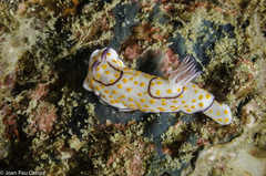 Goniobranchus annulatus