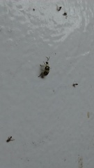 Diabrotica biannularis