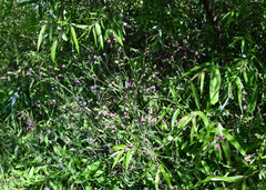 Emilia sonchifolia image