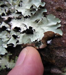 Parmotrema robustum image