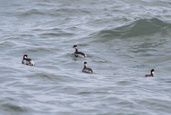 Podiceps nigricollis