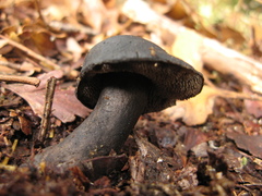 Sarcodon carbonarius