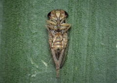 Idiocerus herrichii