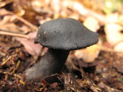 Sarcodon carbonarius