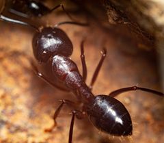 Camponotus sylvaticus