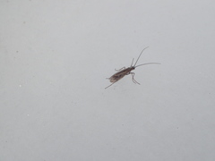 Chilostigma itascae