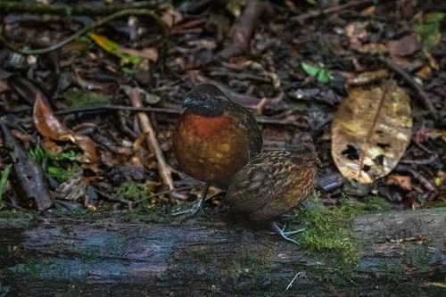 Rufous-breasted Wood-quail