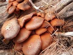 Gymnopilus thiersii